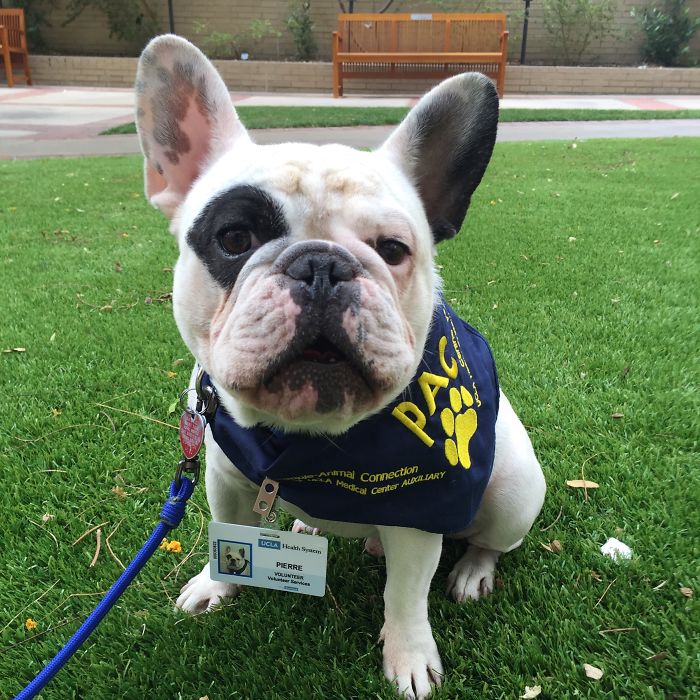 My Dog Looks Exactly Like The Bored Panda Logo My Dog Looks Exactly Like The Bored Panda Logo