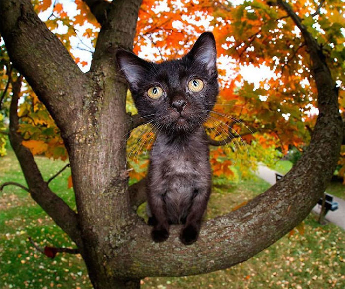 Cute Cats Flying Through The Air!