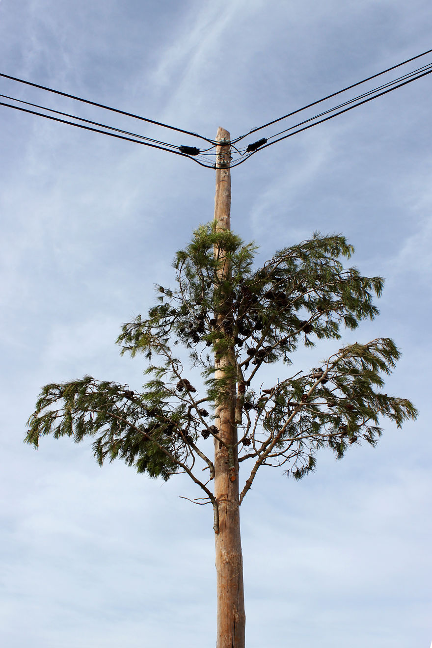 Street Artist Brings Nature Back To Cities