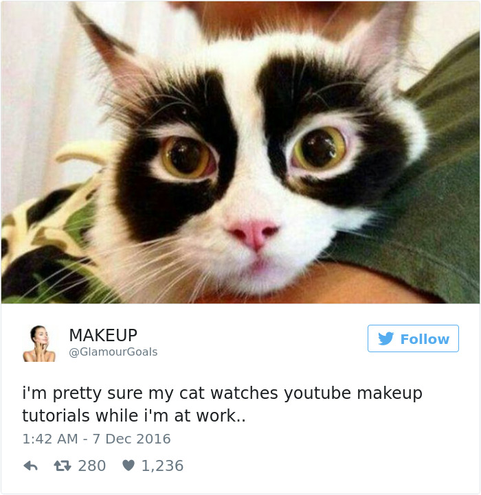 Best Cat Tweets Of 2016