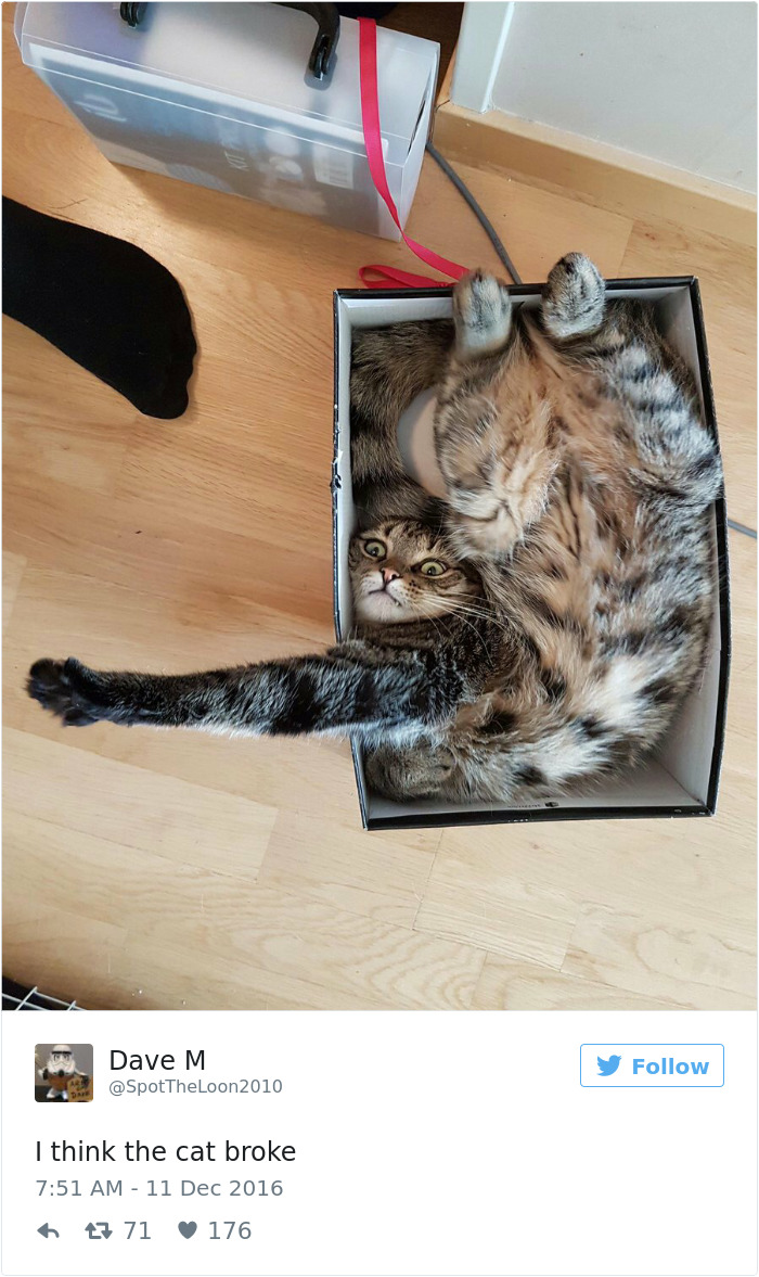 Best Cat Tweets Of 2016
