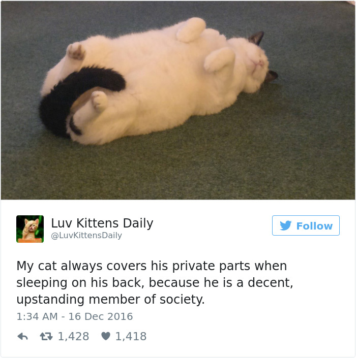Best Cat Tweets Of 2016