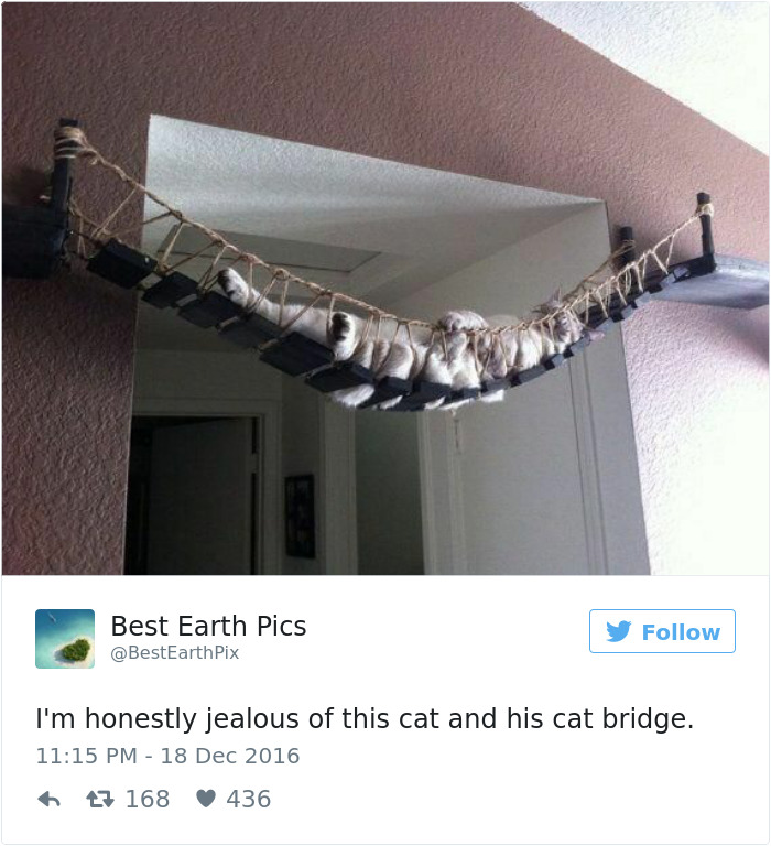 Best Cat Tweets Of 2016