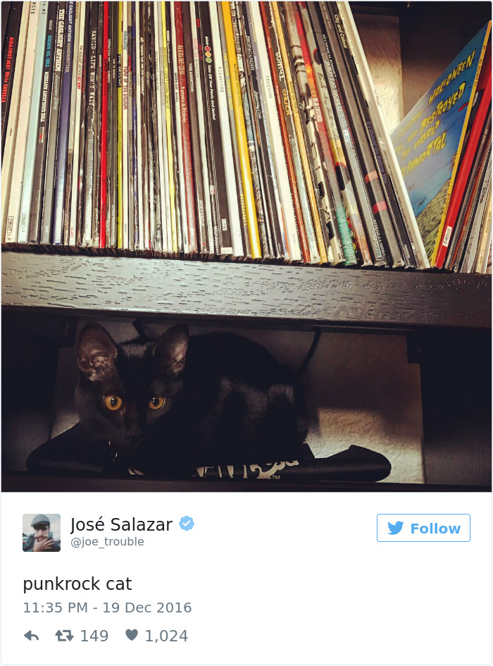 Best Cat Tweets Of 2016