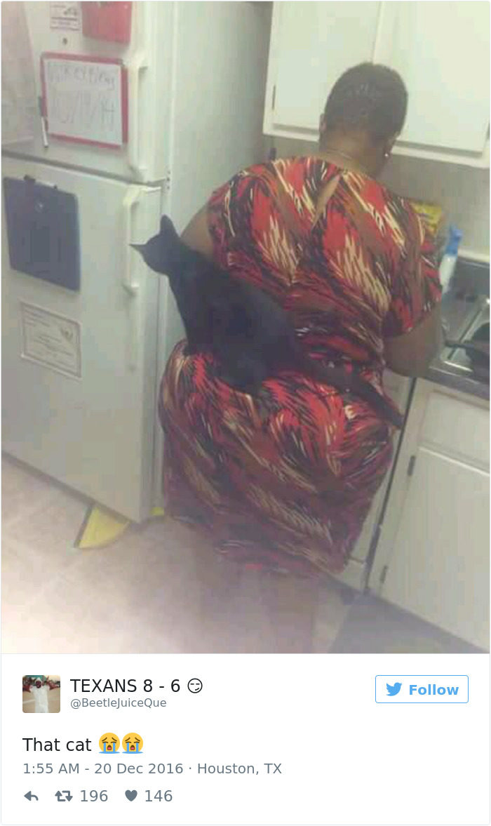 Best Cat Tweets Of 2016