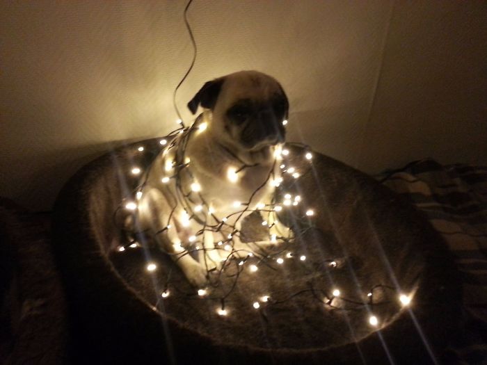 What A Pretty Christmas Tree.