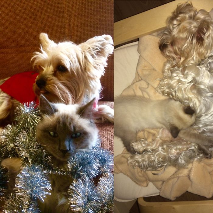 From Feeding The Little Cat To Hmmm