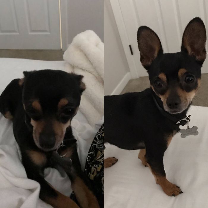 Before And After Being Called A Good Boy