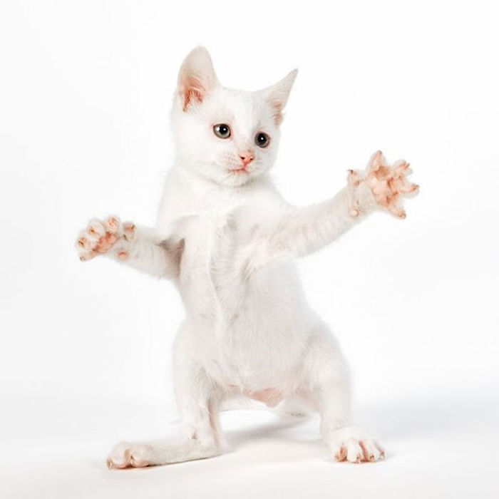 Cute Cats Flying Through The Air! Cute Cats Flying Through The Air!