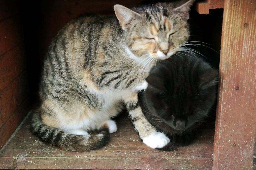 I Capture The Stunning Beauty Of Shelter Cats