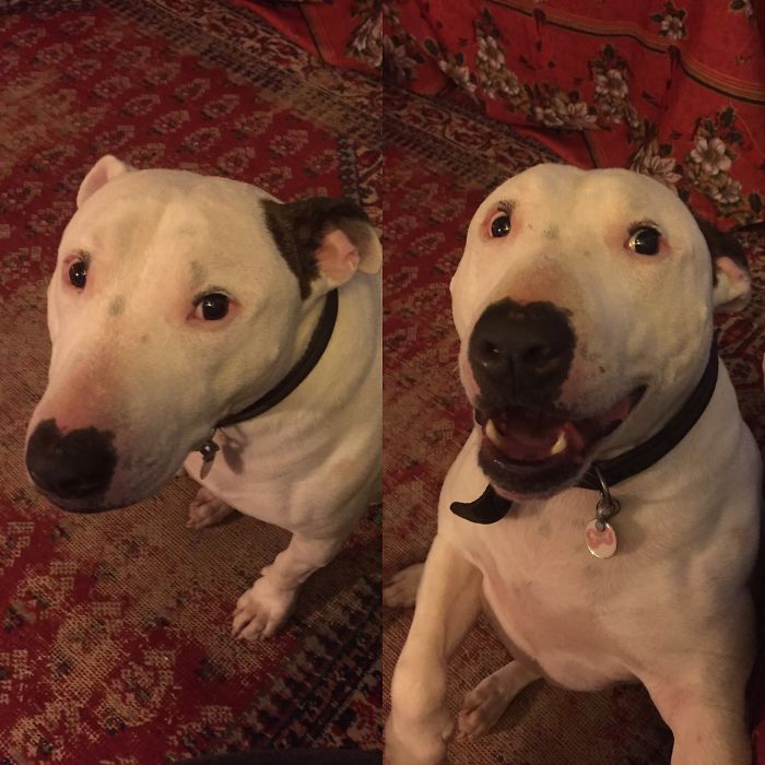 Olly - Not Really A Good Dog