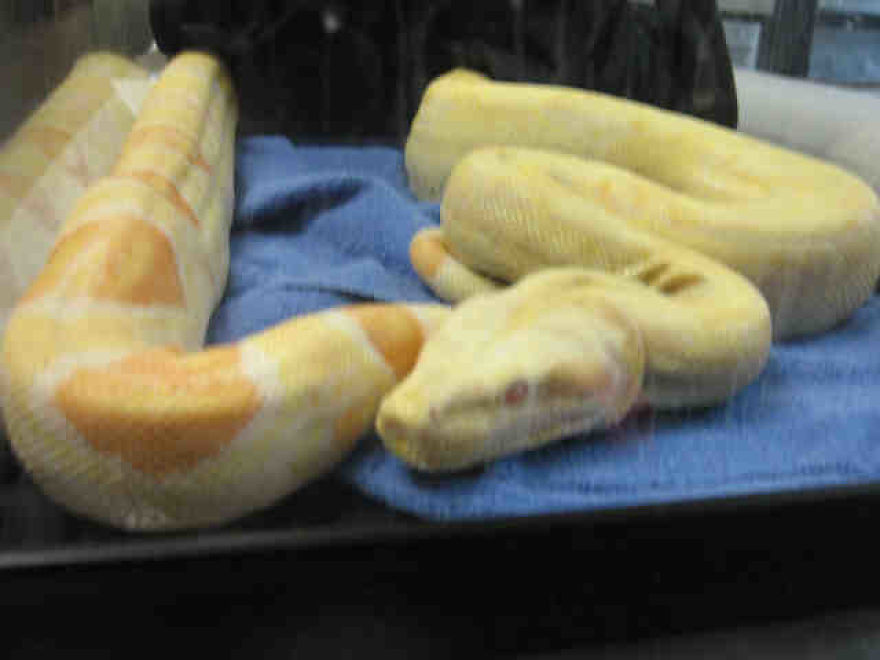 I Rescue Exotic Animal Species