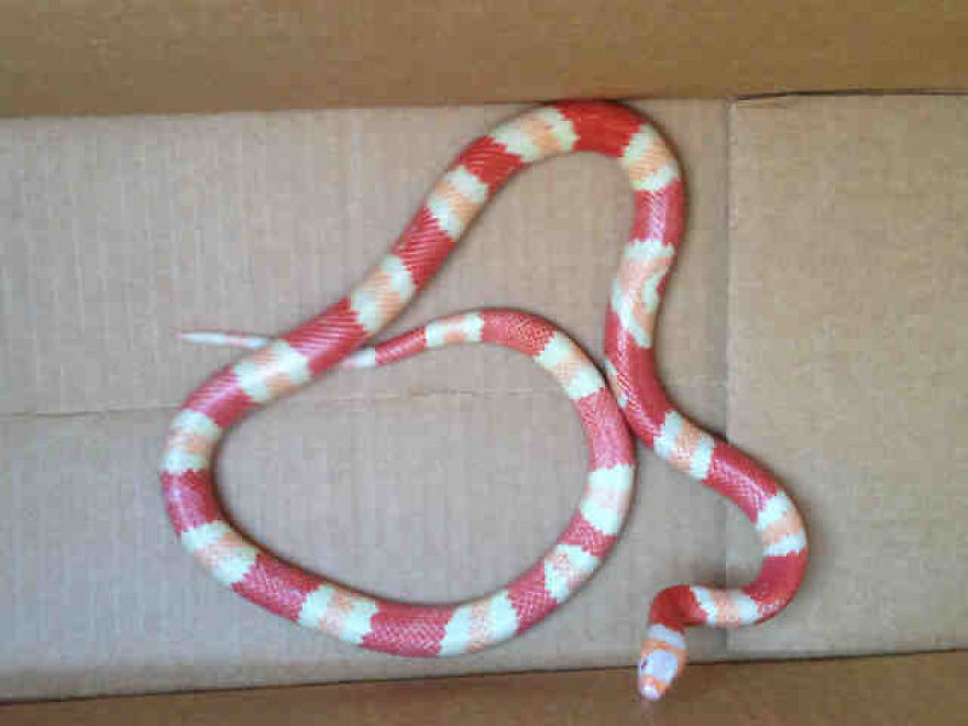 I Rescue Exotic Animal Species I Rescue Exotic Animal Species