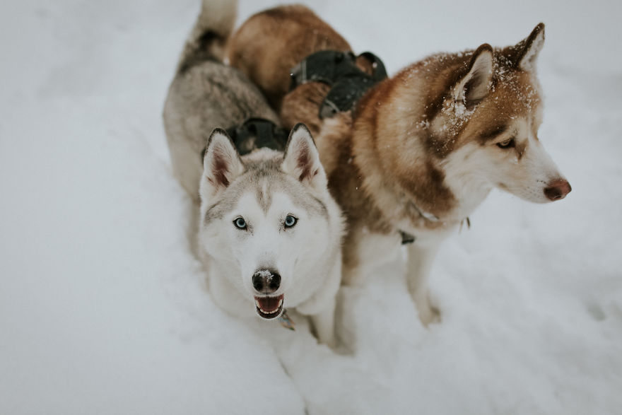 My Beautiful Huskies Helped Me Overcome Clinical Depression And Get On My Feet Again
