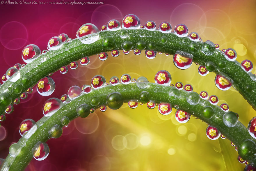 Incredible Macro Photography: The Invisible World