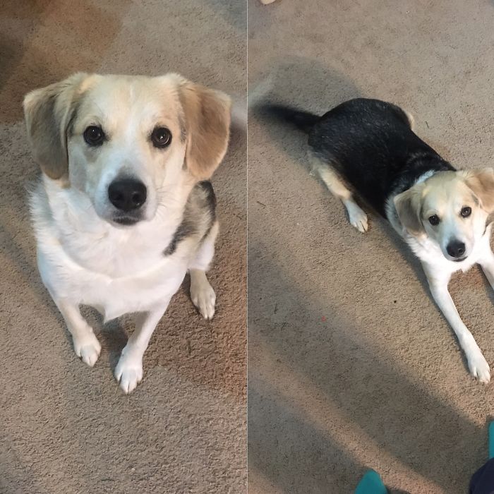 Clancy Before & After Being Called 'good Boy'.