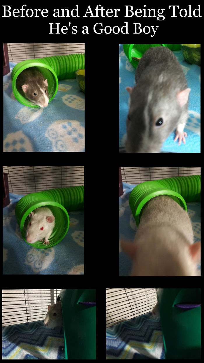 Before And After Being Told He's A Good Boy (my 3 Rats - Can You Tell The Personality Of Each In The Photos? Xd)