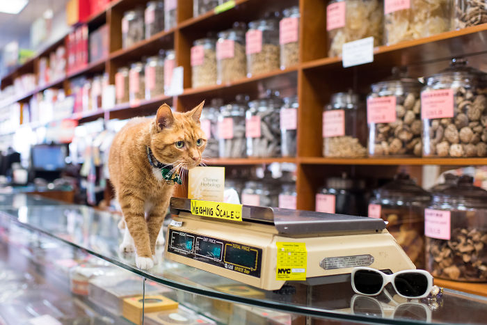 I Spent Last Summer Photographing Cats In Shops All Over NYC