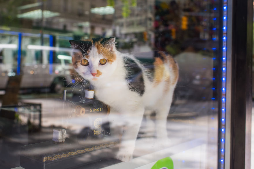 I Spent Last Summer Photographing Cats In Shops All Over NYC I Spent Last Summer Photographing Cats In Shops All Over NYC