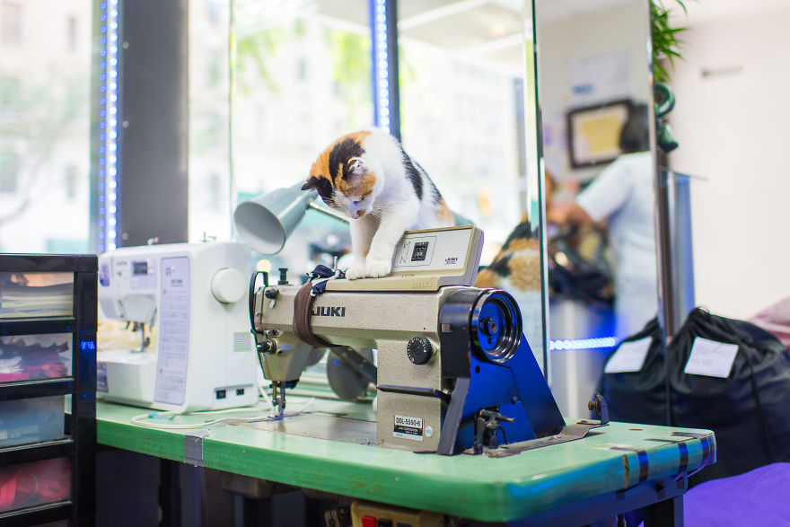 I Spent Last Summer Photographing Cats In Shops All Over NYC