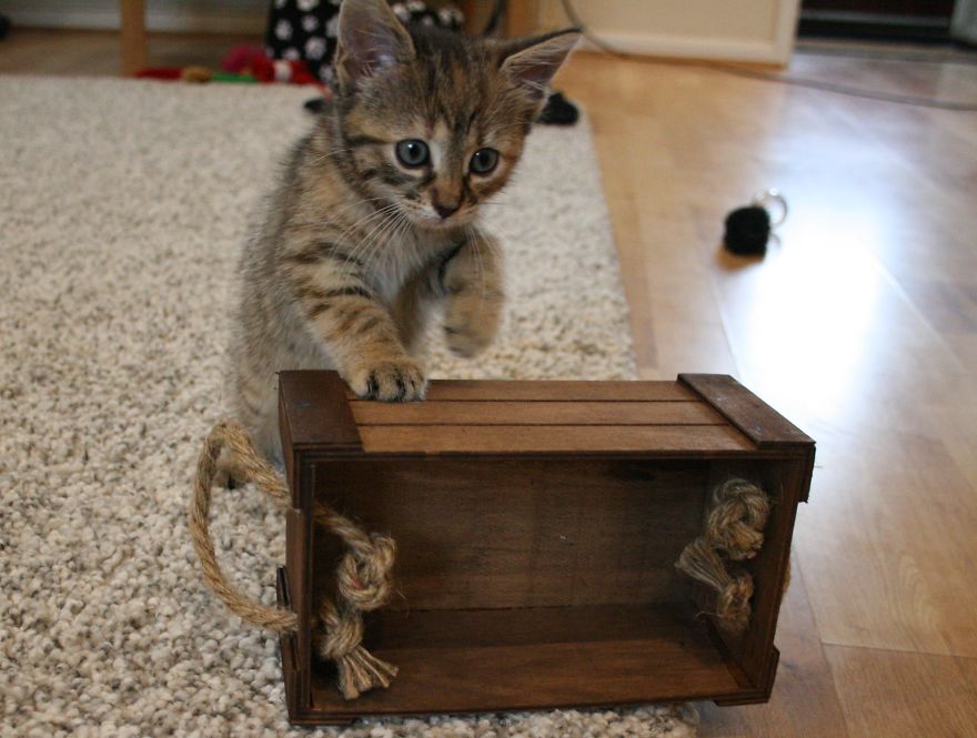 My Cats Are World Champions In Hide-And-Seek