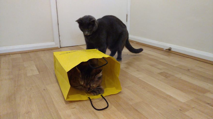 My Cats Are World Champions In Hide-And-Seek My Cats Are World Champions In Hide-And-Seek