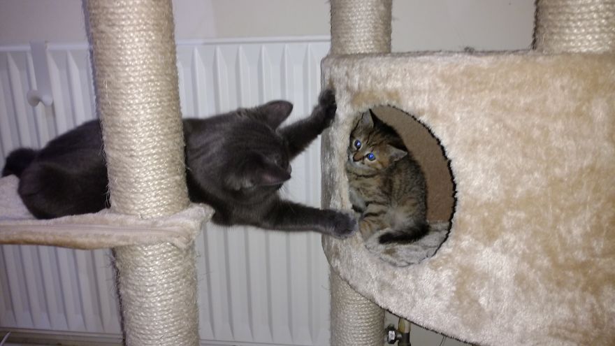 My Cats Are World Champions In Hide-And-Seek My Cats Are World Champions In Hide-And-Seek