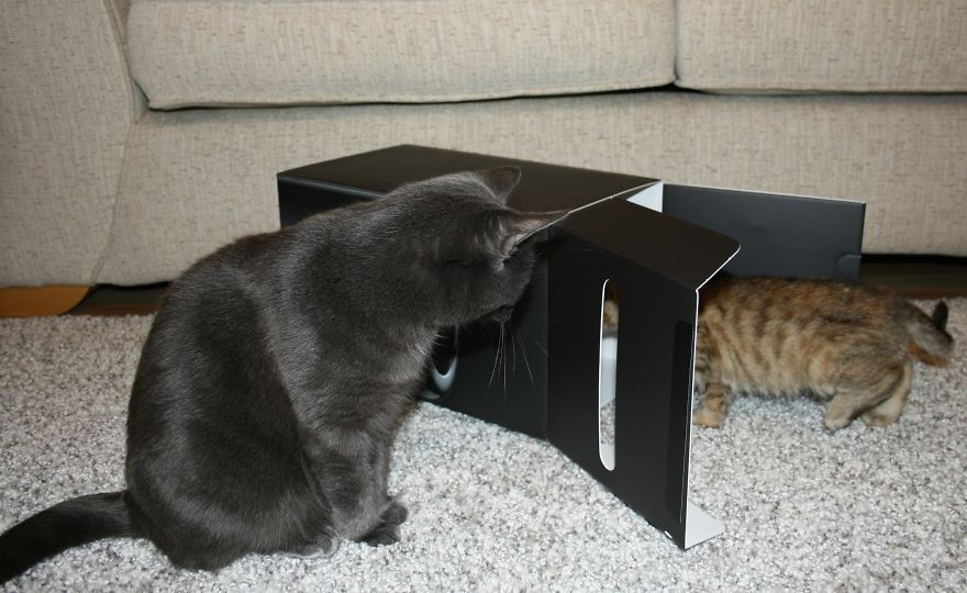 My Cats Are World Champions In Hide-And-Seek