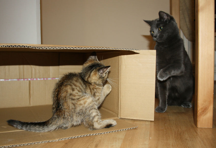 My Cats Are World Champions In Hide-And-Seek