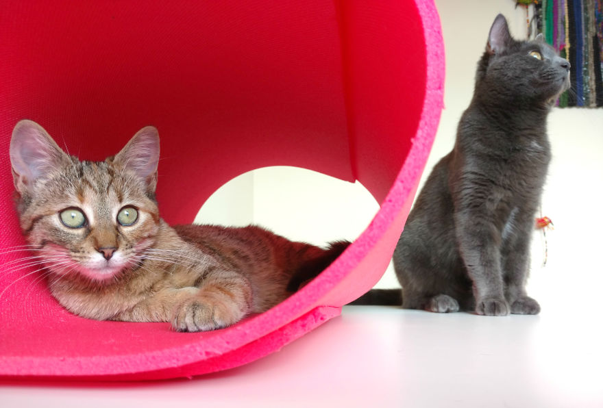 My Cats Are World Champions In Hide-And-Seek