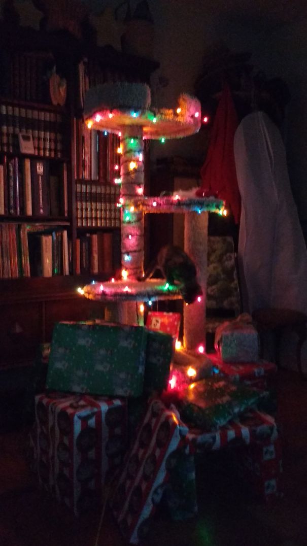 Cat tree wrapped in lights and surrounded by Christmas presents to protect it from pets.