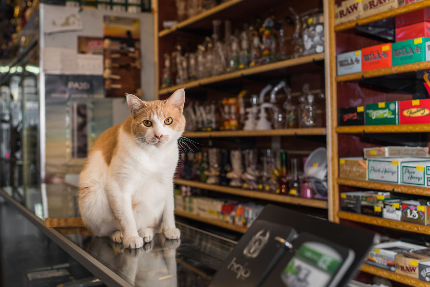 I Spent Last Summer Photographing Cats In Shops All Over NYC I Spent Last Summer Photographing Cats In Shops All Over NYC