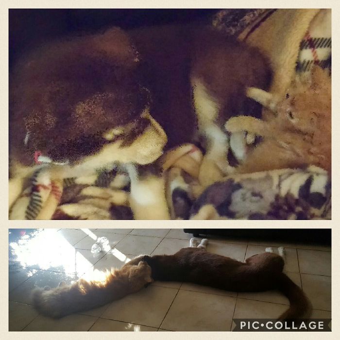 Andersen The Ginger Cat And Aurora The Husky Mix. When They First Met And Now