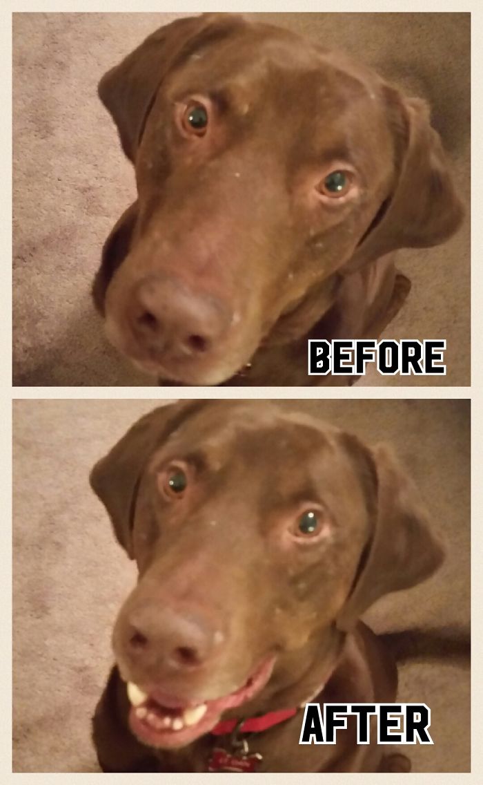 Lieutenant Dan (the 3-legged Lab) Is A Good Boy!