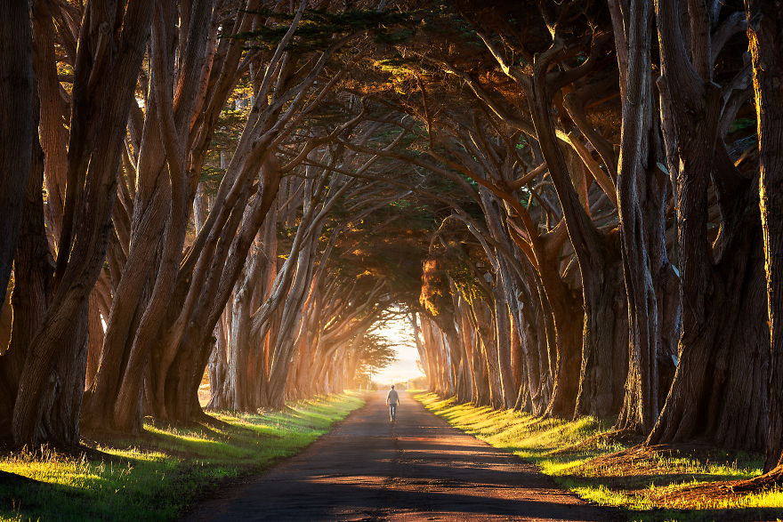 Cypres Tree Tunnel, California