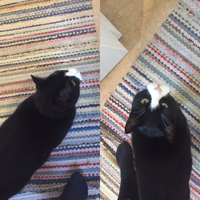 Nugget Is A Good Boy