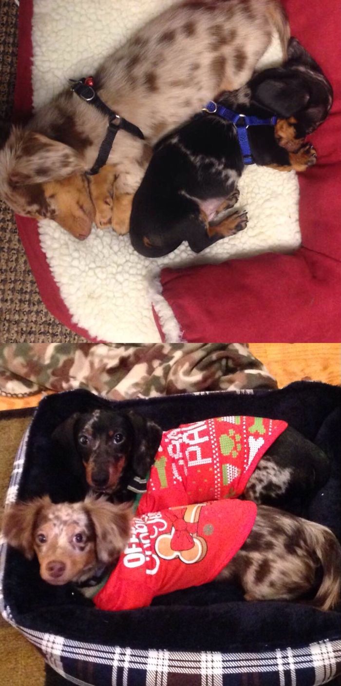 Roscoe And Coltrane.. Sweet Mini Dachshunds!