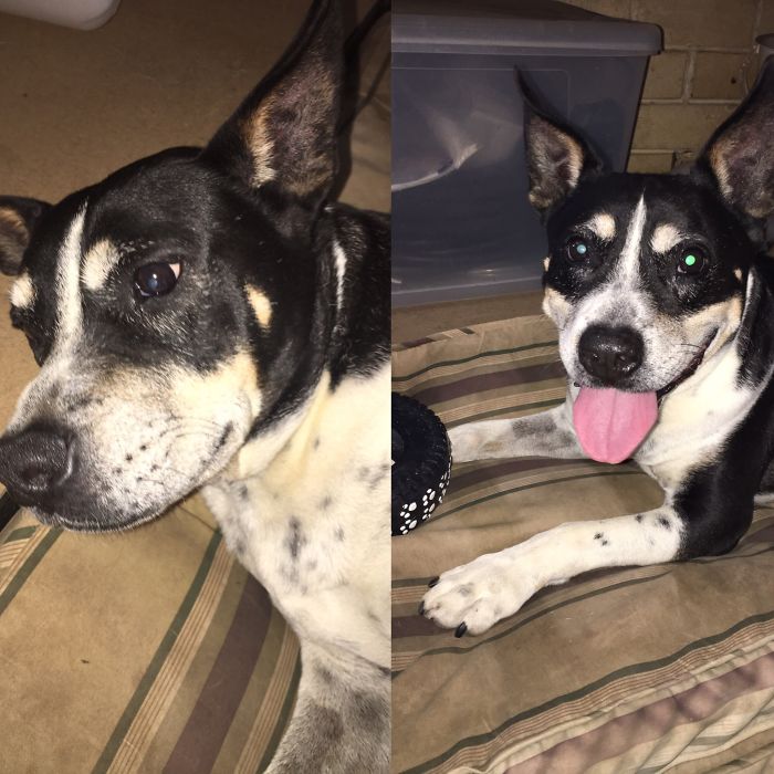 Before And After Being Called A Good Boy