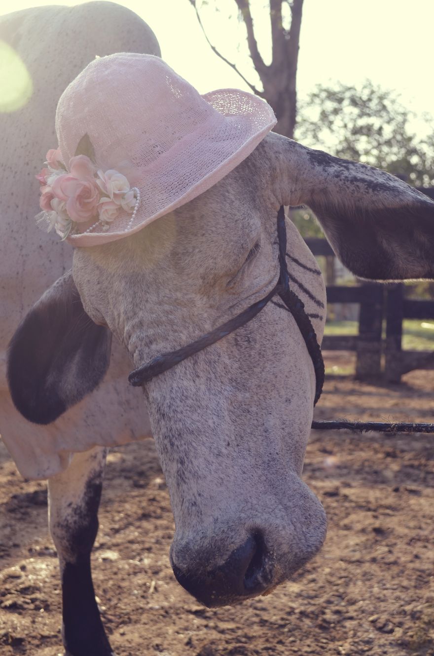 I Spent 2 Weeks Photographing Animals With Human Acessories I Spent 2 Weeks Photographing Animals With Human Acessories