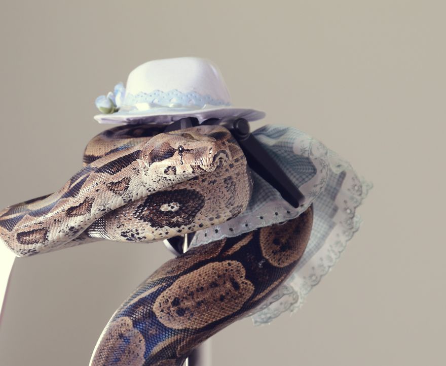 I Spent 2 Weeks Photographing Animals With Human Acessories