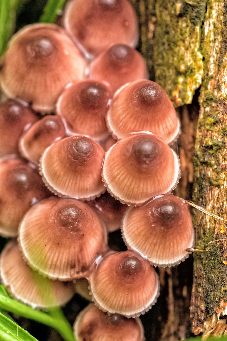 I Photograph Mushrooms And Try To Present Them In The Most Beautiful Way Possible I Photograph Mushrooms And Try To Present Them In The Most Beautiful Way Possible