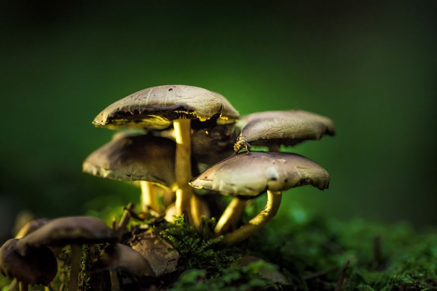 I Photograph Mushrooms And Try To Present Them In The Most Beautiful Way Possible