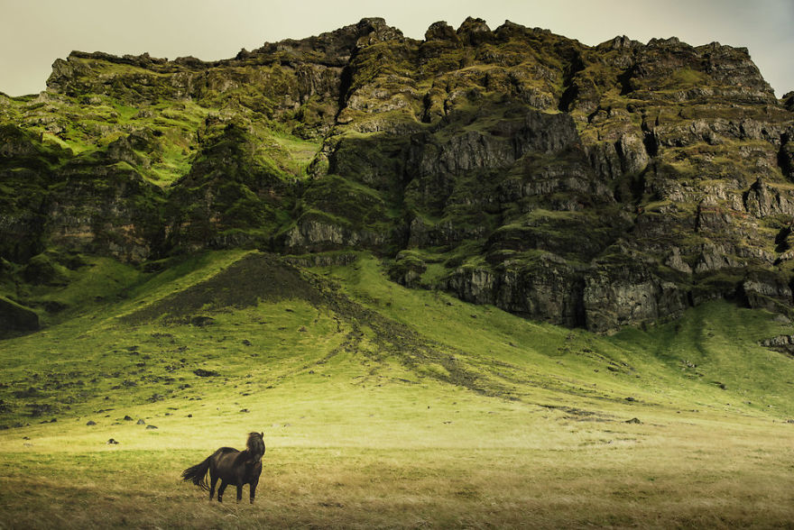 I Documented The Surprising Side Of The Rugged Wild Horses Of Iceland