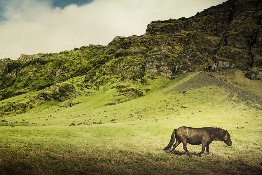 I Documented The Surprising Side Of The Rugged Wild Horses Of Iceland