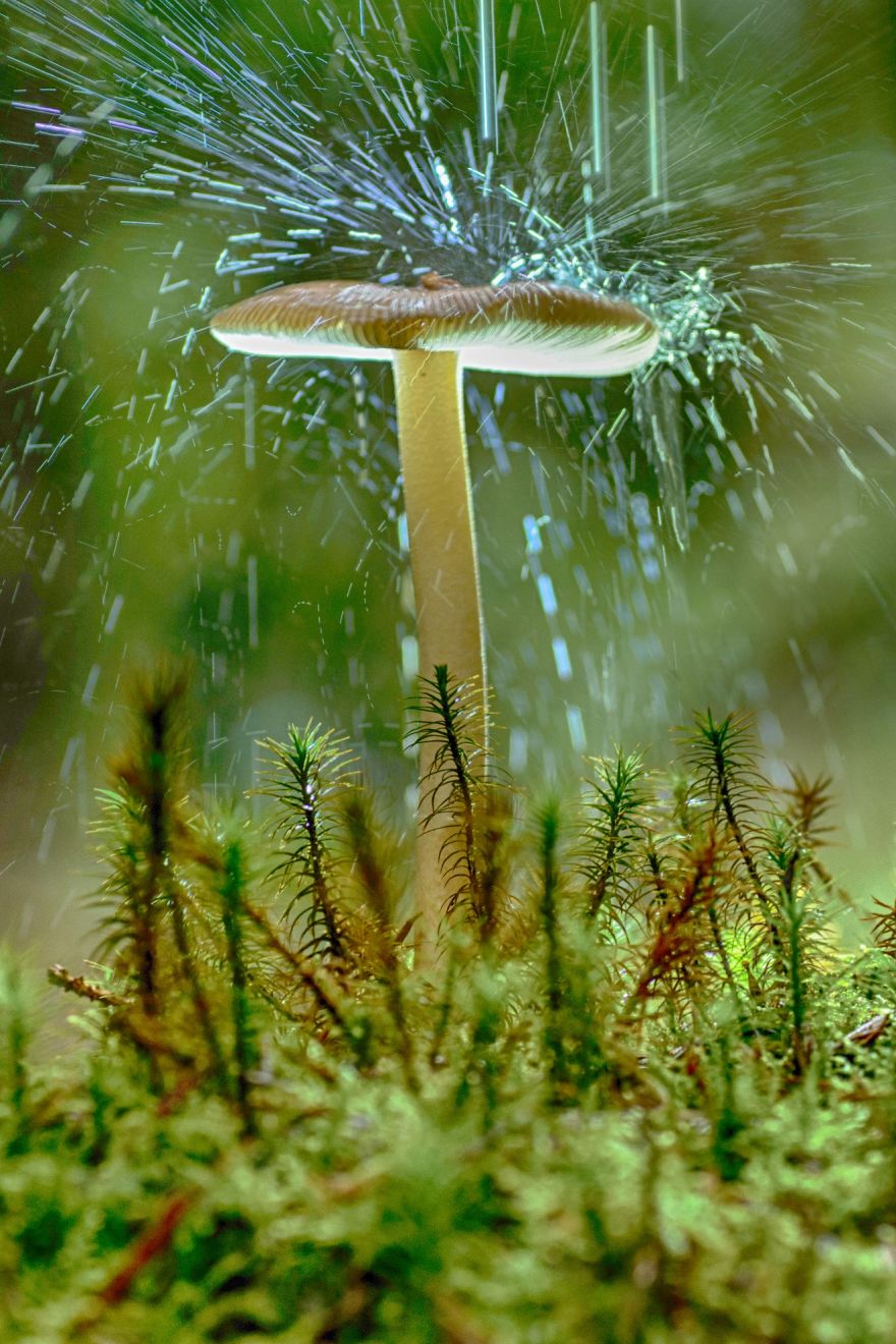 I Photograph Mushrooms And Try To Present Them In The Most Beautiful Way Possible