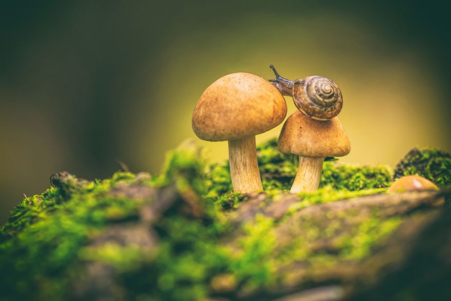 I Photograph Mushrooms And Try To Present Them In The Most Beautiful Way Possible