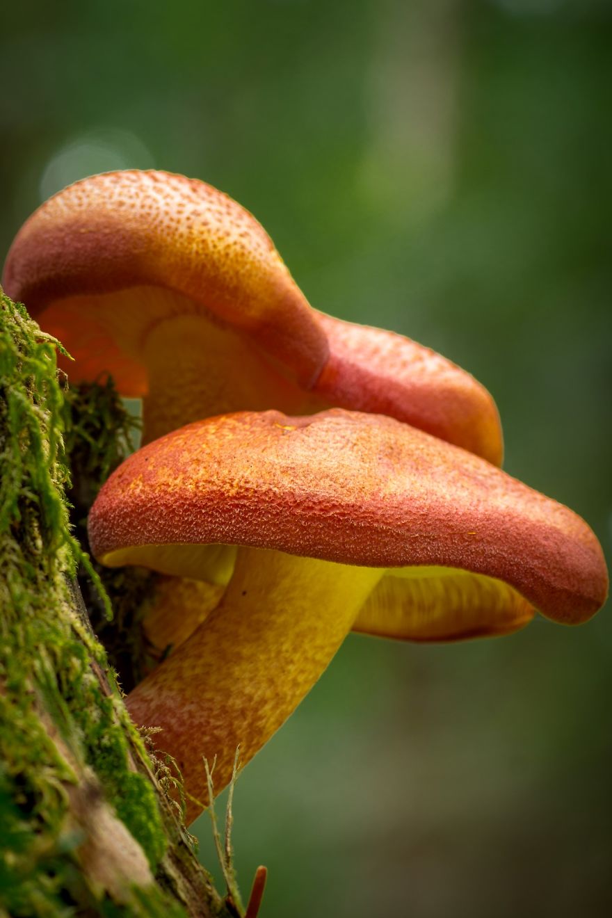 I Photograph Mushrooms And Try To Present Them In The Most Beautiful Way Possible