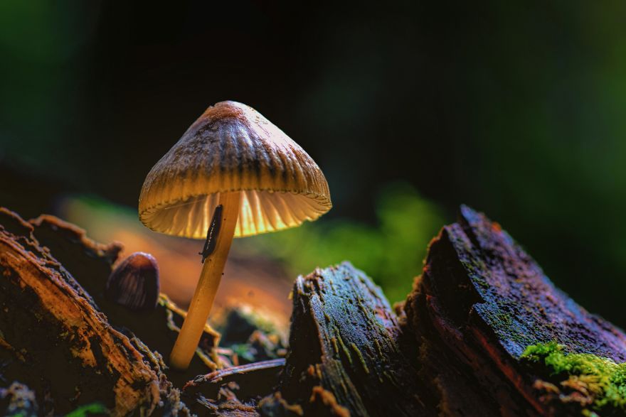 I Photograph Mushrooms And Try To Present Them In The Most Beautiful Way Possible