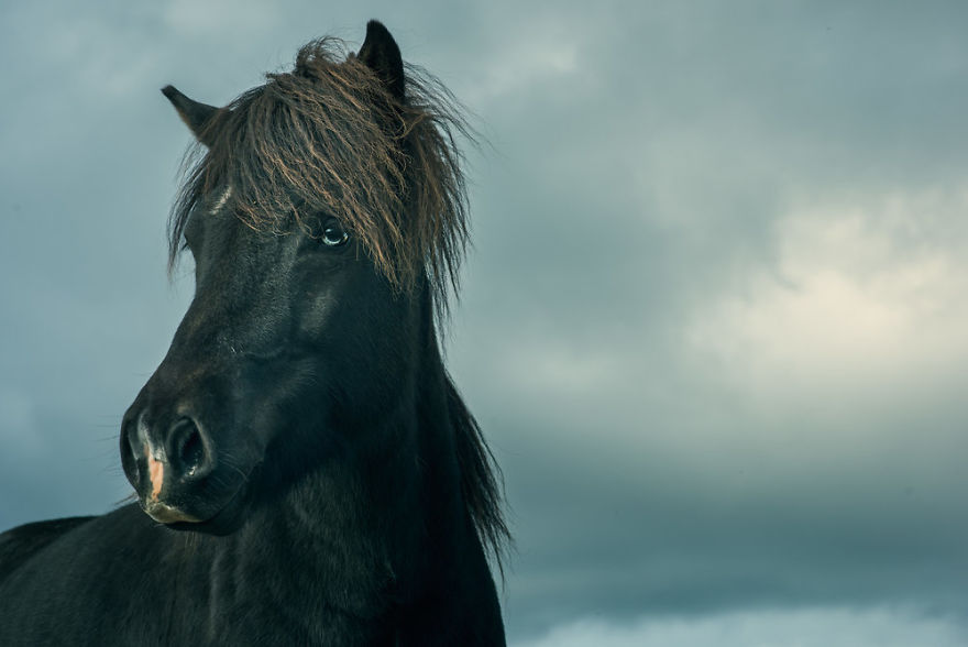 I Documented The Surprising Side Of The Rugged Wild Horses Of Iceland