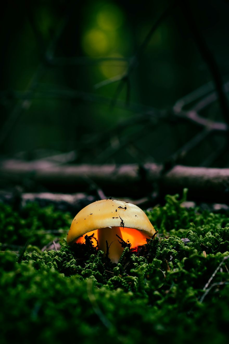 I Photograph Mushrooms And Try To Present Them In The Most Beautiful Way Possible I Photograph Mushrooms And Try To Present Them In The Most Beautiful Way Possible